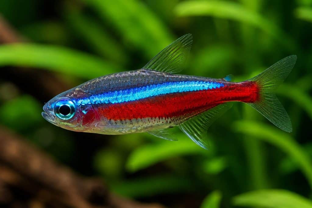 Cardinal Tetra (Paracheirodon axelrodi)