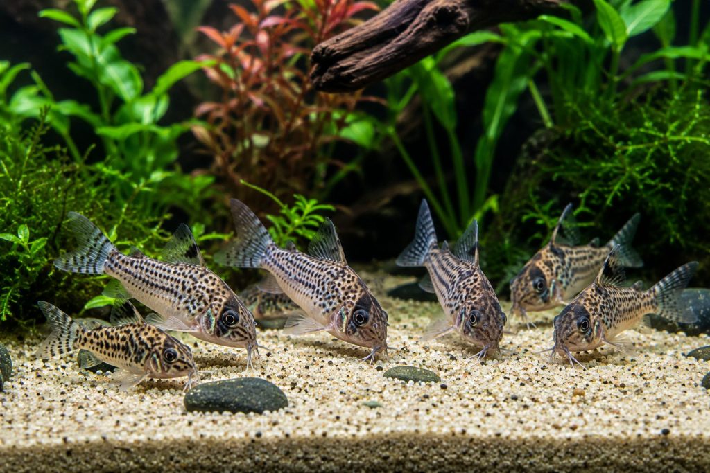 Corydoras Catfish (Corydoras sp.)