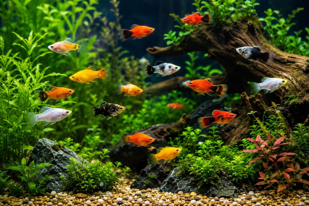 Platy Fish
