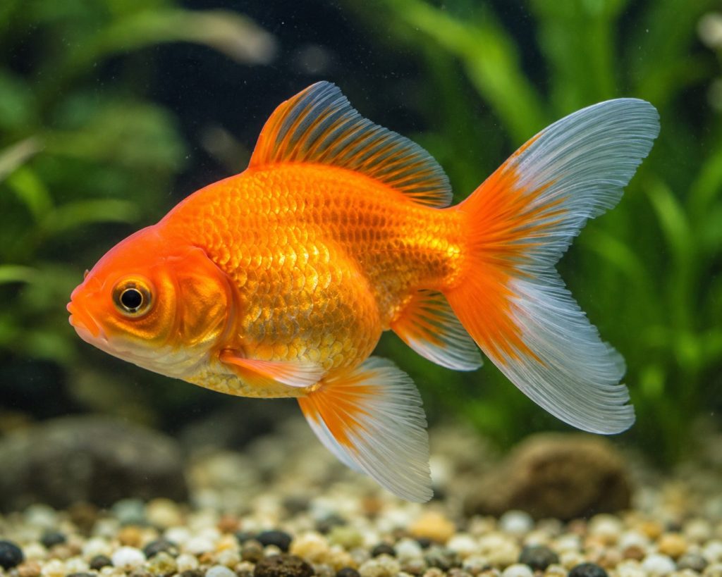 Goldfish (Carassius auratus)