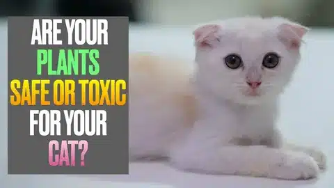 plants toxic and safe for cats