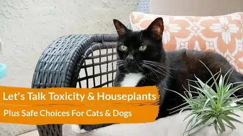 cats react differently to toxic plants