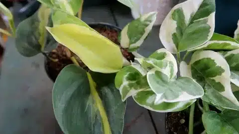 Pothos (Epipremnum aureum) and Philodendron| plants toxic for cats